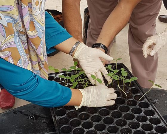 Rockmelon Training using Fertigation Technology