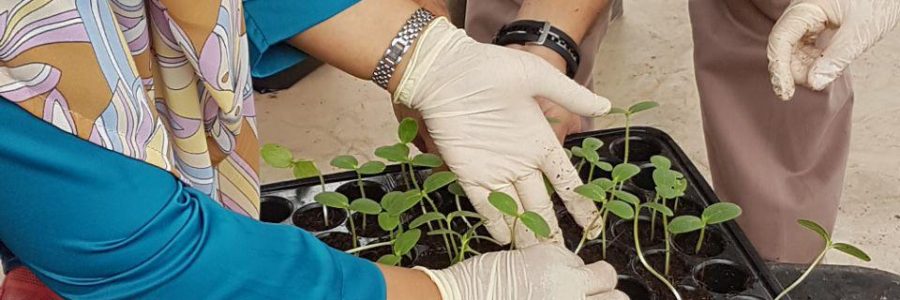 Rockmelon Training using Fertigation Technology